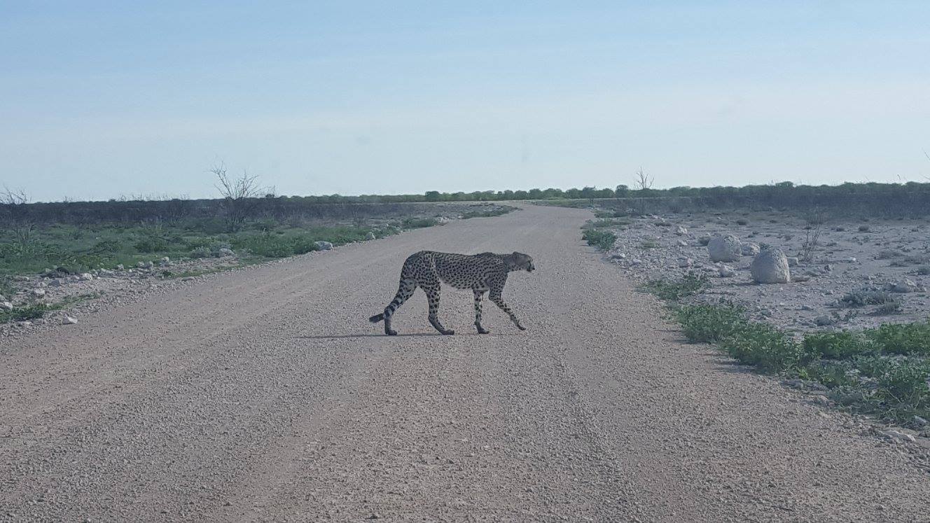 Cheetah in Namibia