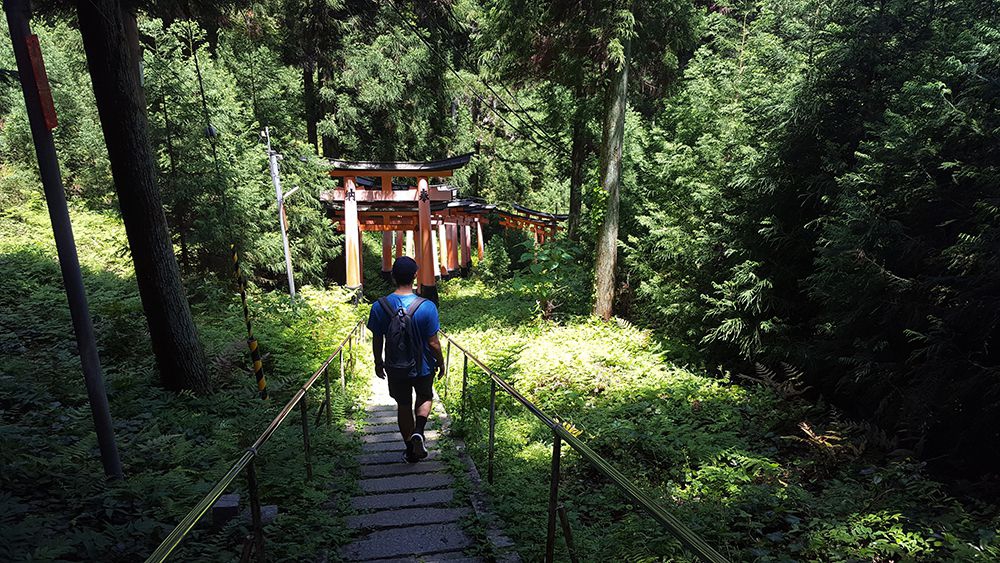 Kyoto forest